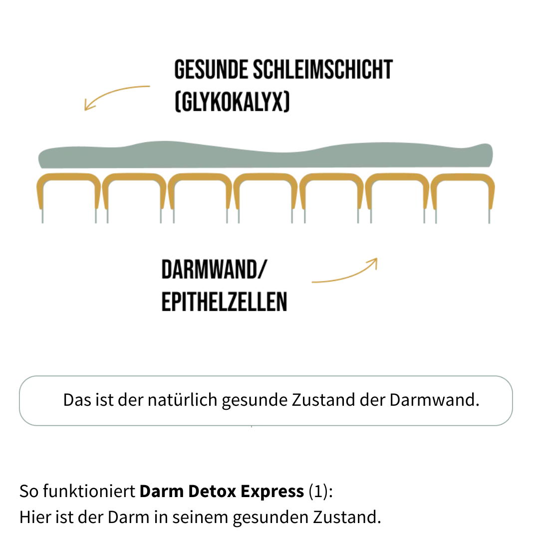 So funktioniert Darm Detox Express 2